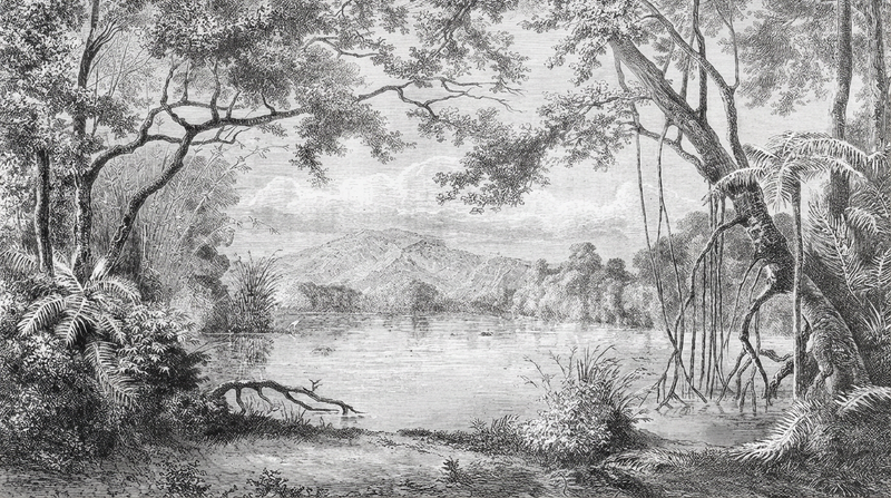 Black and White Wallpaper | Jungle Safari